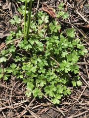 Hydrocotyle foveolata