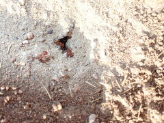 Pogonomyrmex barbatus