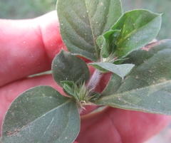 Alternanthera pungens