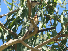 Myiagra rubecula