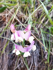 Lathyrus magellanicus