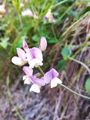 Lathyrus magellanicus