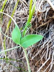 Lathyrus magellanicus
