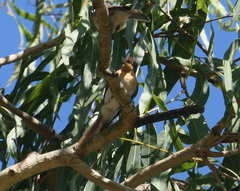 Myiagra rubecula