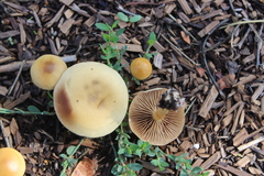 Agrocybe putaminum