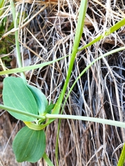 Lathyrus magellanicus