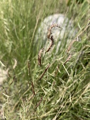 Bouteloua barbata barbata