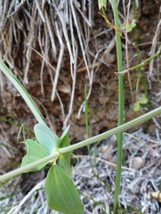Lathyrus magellanicus