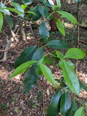 Elaeodendron australe