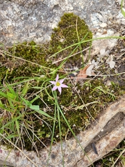 Romulea rosea