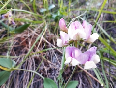 Lathyrus magellanicus
