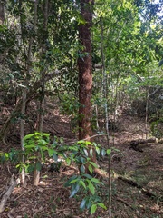 Elaeodendron australe