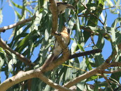 Myiagra rubecula