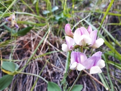 Lathyrus magellanicus