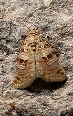 Diastema tigris