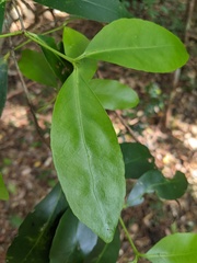 Elaeodendron australe