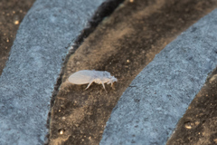 Coniopterygidae