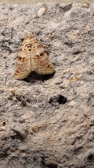 Diastema tigris