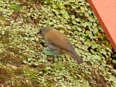 Catharus gracilirostris