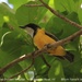 Mangrove Golden Whistler - Photo (c) Tom Tarrant, some rights reserved (CC BY-NC-SA)