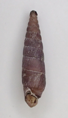 Mentissa gracilicosta