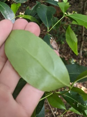 Elaeodendron australe