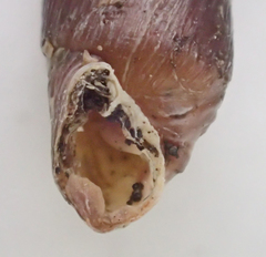 Mentissa gracilicosta