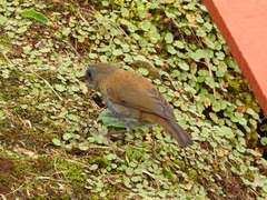 Catharus gracilirostris