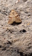 Diastema tigris