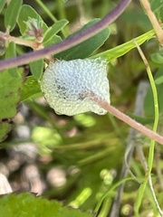 Lepyronia quadrangularis