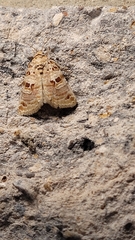 Diastema tigris