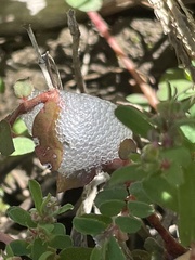 Lepyronia quadrangularis