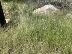 Bouteloua barbata barbata