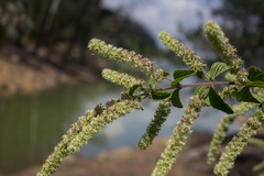 Asterohyptis stellulata