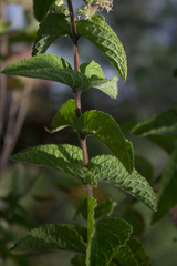 Asterohyptis stellulata