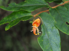 Lonicera acuminata