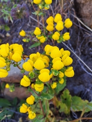 Calceolaria