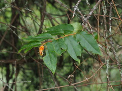 Lonicera acuminata