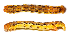 Erannis defoliaria