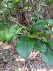 Cyclophyllum coprosmoides