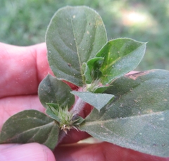 Alternanthera pungens