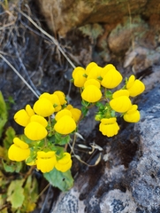 Calceolaria