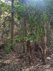 Cyclophyllum coprosmoides