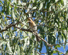 Myiagra rubecula