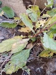 Calceolaria