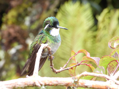 Lampornis castaneoventris
