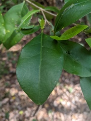 Cyclophyllum coprosmoides