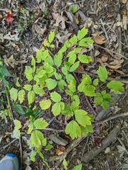 Caulophyllum thalictroides