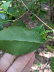 Cyclophyllum coprosmoides