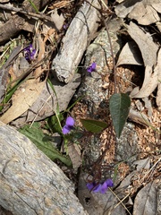 Glycine tabacina